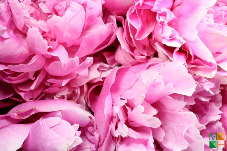 Tranh dán tường phòng ngủ đẹp tại Hà Nội FW - 028